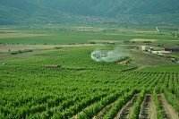 Vin Rose - Crama Podgorie